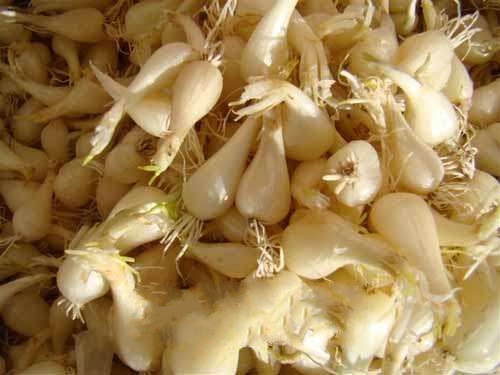 茎菜类蔬菜有哪些?