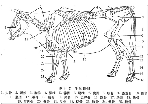 畜类原料的加工工艺