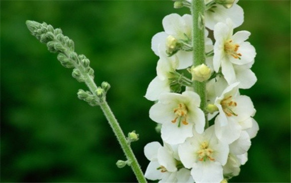 ​毛蕊花是什么？有什么功效与作用？