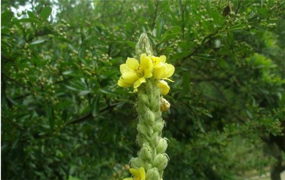 ​毛蕊花是什么？有什么功效与作用？