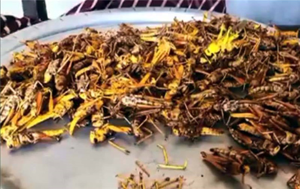 蝗虫能吃吗？蝗虫有什么营养价值？