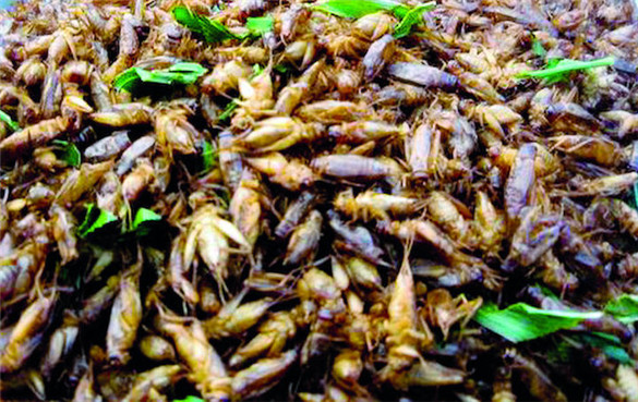 蝗虫能吃吗？蝗虫有什么营养价值？