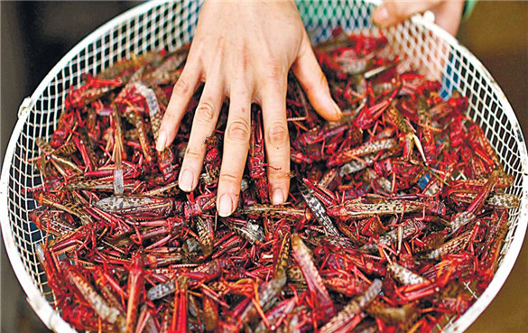 蝗虫能吃吗？蝗虫有什么营养价值？