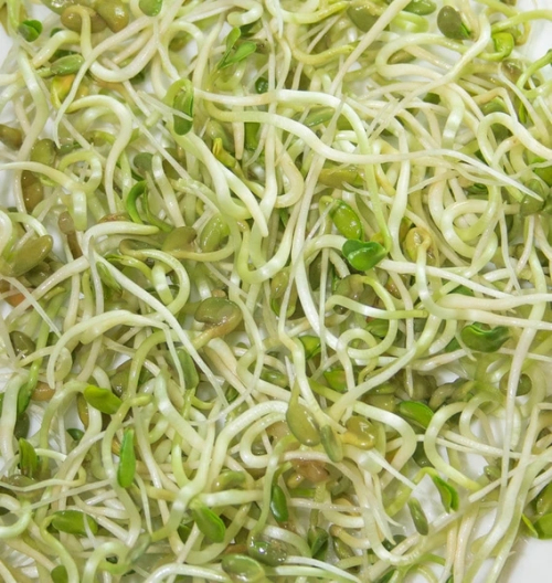 葫芦巴籽的功效与作用，催乳安全吗？