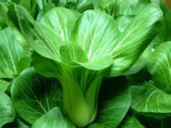 小白菜（Bok choy）的营养价值和健康功效