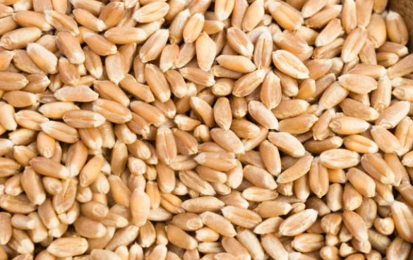 法老小麦（farro）的营养价值和功效