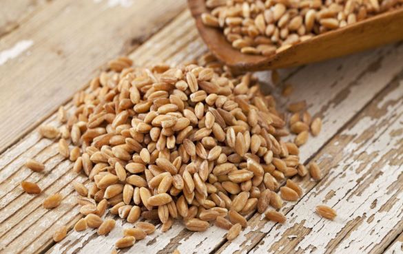 法老小麦（farro）的营养价值和功效