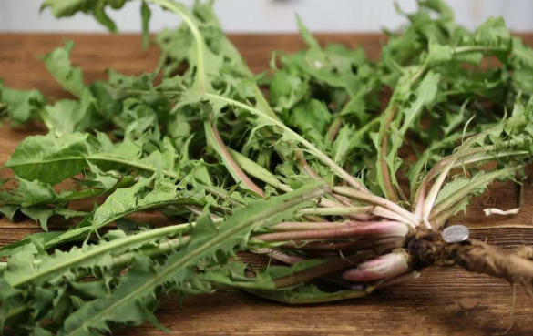 蒲公英茶的7种功效与作用