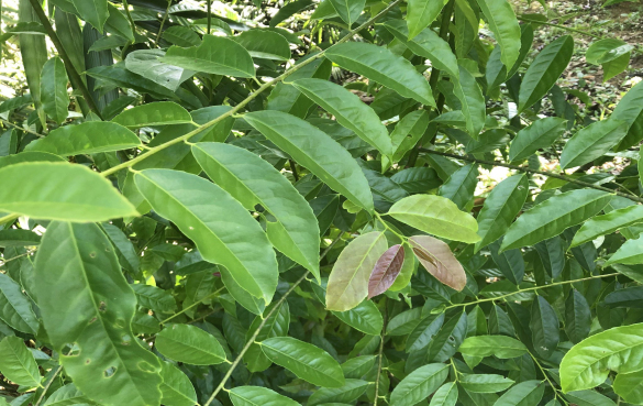瓜尤萨茶的功效与作用