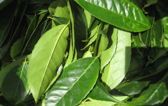 瓜尤萨茶的功效与作用