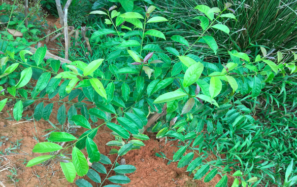 瓜尤萨茶的功效与作用