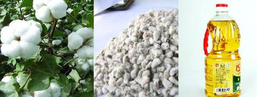 植物油是什么油？有哪些？