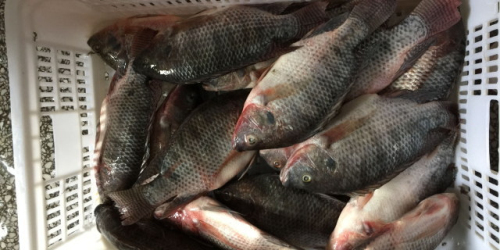 水产品初步加工的方法_烹饪技巧